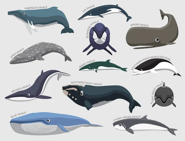 Zestaw Wielorybów Różnego Rodzaju Zidentyfikować Wektor Kreskówki — Wektor stockowy