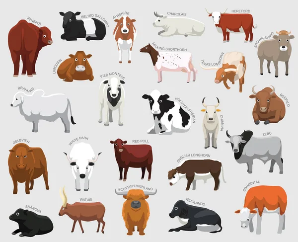 Vaca Doméstica Conjunto Vário Tipo Identificar Desenho Animado Vetor — Vetor de Stock