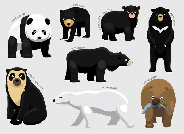 Bear Set Various Kind Identify Cartoon Vector — Stock Vector