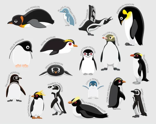 ペンギンセット 様々な種類の漫画ベクトルを識別 — ストックベクタ