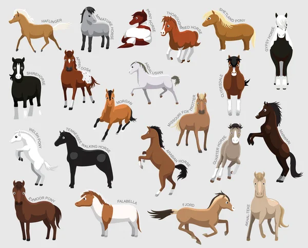 Horse Set Különböző Típusú Határozza Cartoon Vector — Stock Vector
