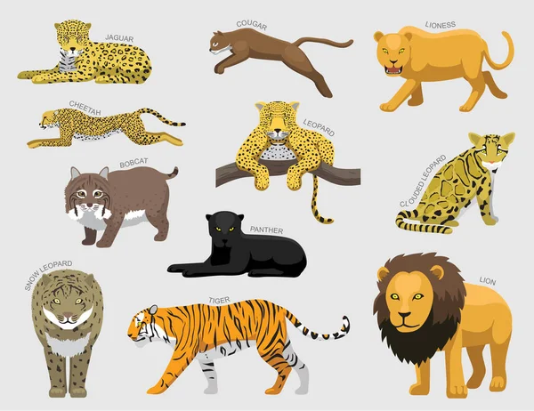 Conjunto Tigres Felinos Vários Tipos Identificação Dos Desenhos Animados Vector — Vetor de Stock