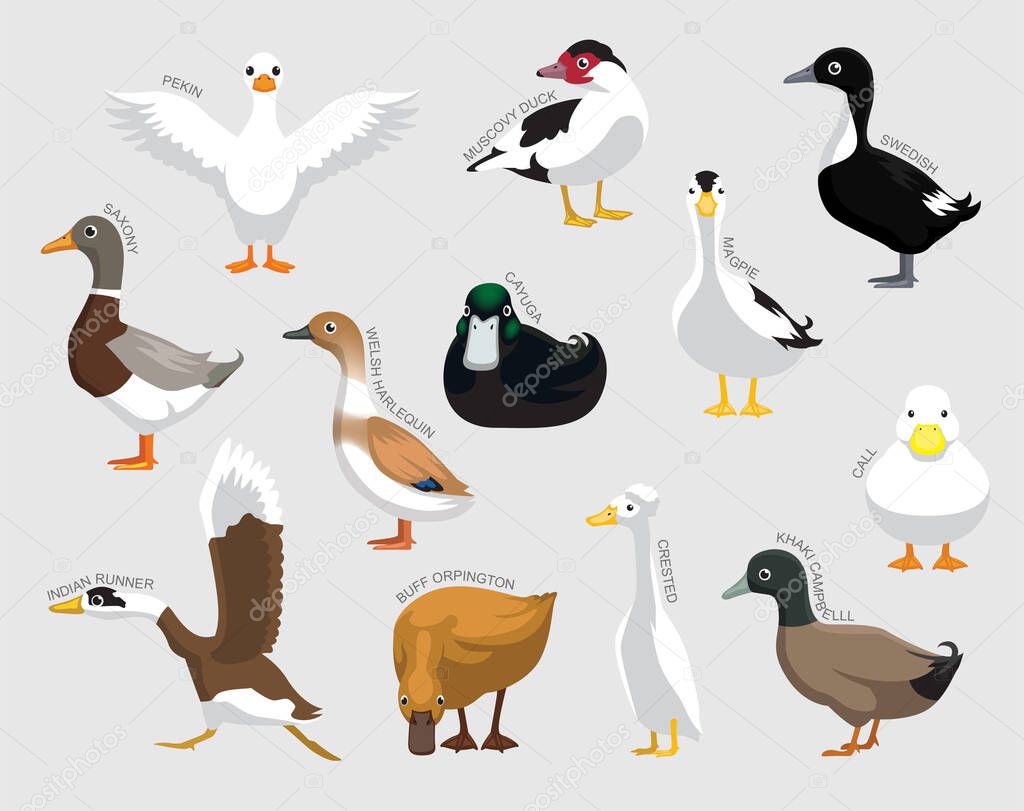 Domestic Duck Set Various Kind Identify Cartoon Vector