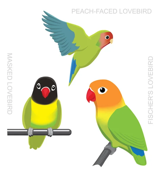 Parrot Lovebirds Cartoon Vector Illustration — Stockový vektor
