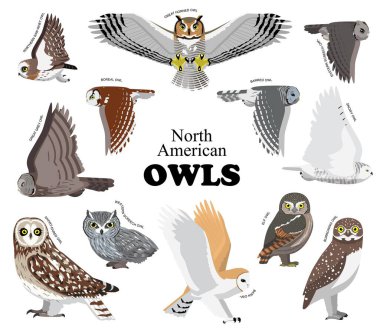 Kuzey Amerika Baykuşları Vektör Koleksiyonunu Ayarla