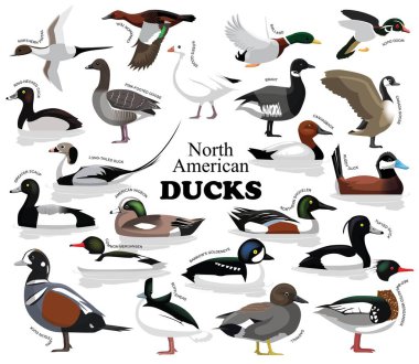 Kuzey Amerika Ördekleri Vektör Koleksiyonunu Ayarla