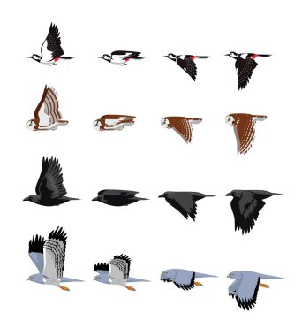 Kuş Uçan Avrupa Kuzgun Harrier Ağaçkakan Baykuş Set Çizgi film Vektörü