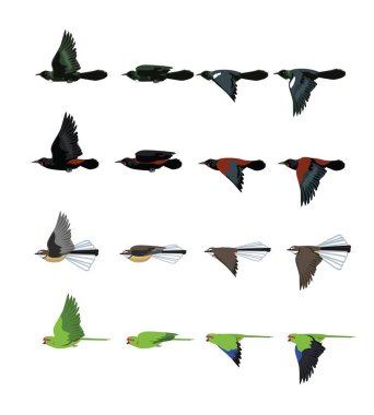 Kuş Uçan Yeni Zelanda Tui Eyer Sırtı Fantail Muhabbet kuşu Çizgi film Vektörü