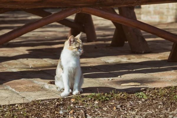 Imagem Belo Gato Vadio Sentado Livre Imagem Intencionalmente Tonificada — Fotografia de Stock