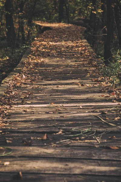 Fußweg Wald Mit Herbstlaub Übersät — Stockfoto