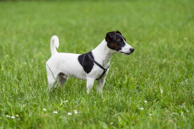 Portre sevimli köpek Jack Russell Terrier ayakta doğada.