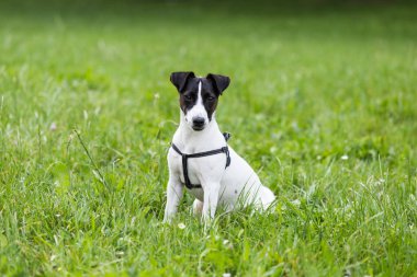 Jack Russell Terrier doğada oturma portre sevimli köpek.