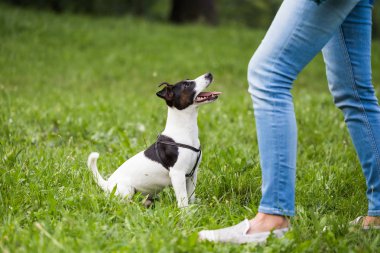 Sevimli köpek bekliyor ve Jack Russell Terrier arıyorum doğada onun sahibinden komut.