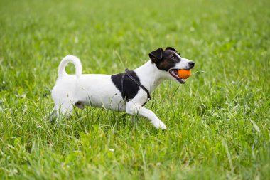 Sevimli köpek Jack Russell Terrier ile doğal bir top oynamaktan hoşlanıyor.
