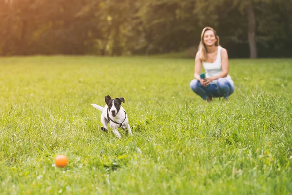 Kobieta Jej Pies Jack Russell Terrier Grając Naturze Obraz Jest — Zdjęcie stockowe