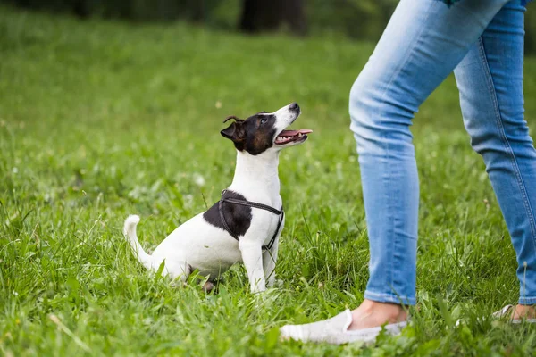 Lindo Perro Jack Russell Terrier Buscando Esperando Mando Dueño Naturaleza — Foto de Stock