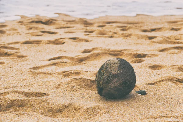 在斯里兰卡海滩上的椰子形象 图像是故意色调 — 图库照片