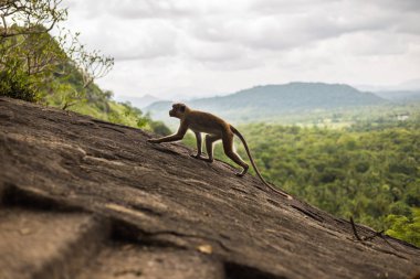 Sri Lanka, tepe tırmanma toque makak maymunu.