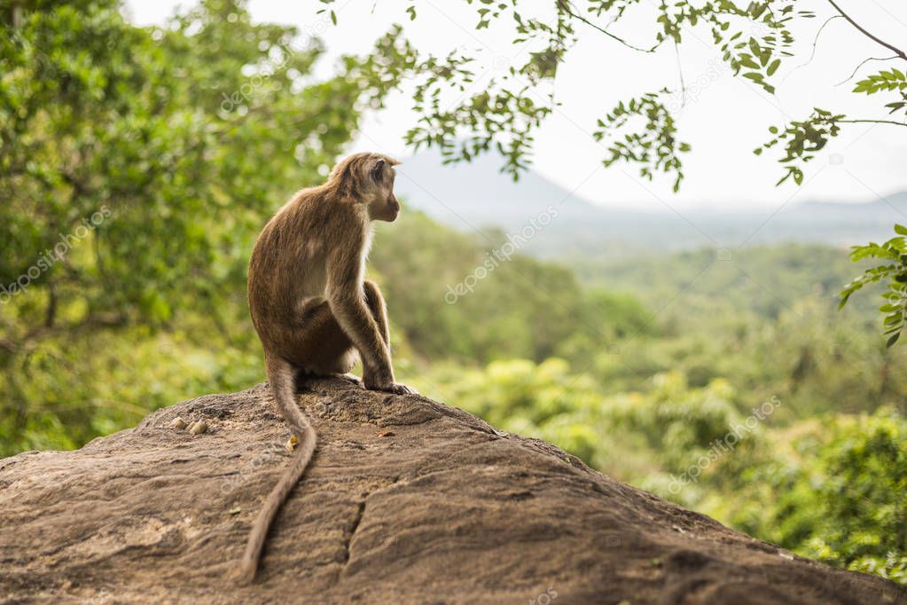 Toque macaque monkey sitting and looking at view at Sri Lanka.Image contains little noise because of high ISO set on camera.