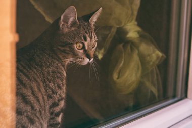 Güzel kedi pencereden bakıyor. Görüntü kasten tonda.