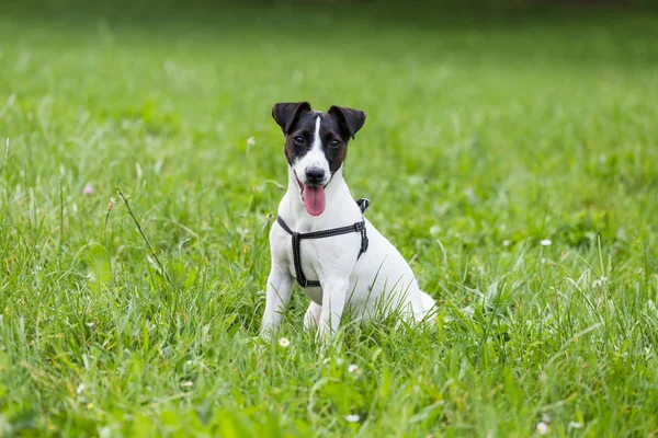 Jack Russell Terrier doğada oturma portre sevimli köpek.