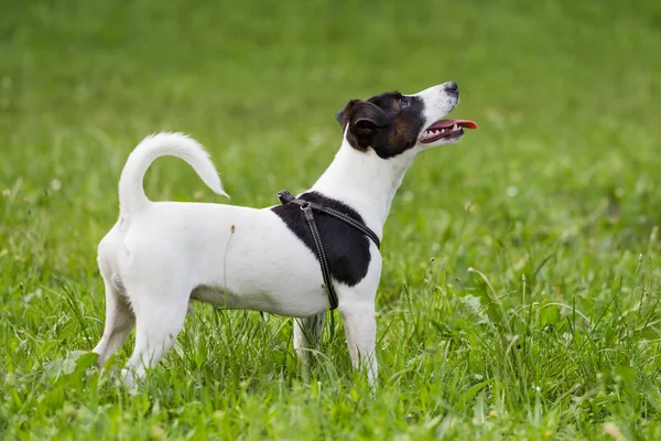 Retrato Cachorro Bonito Jack Russell Terrier Natureza — Fotografia de Stock