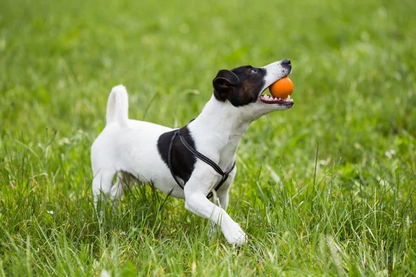 Sevimli köpek Jack Russell Terrier ile doğal bir top oynamaktan hoşlanıyor.