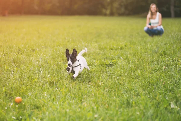 Kadın ve onu Jack Russell Terrier doğada oynayan köpek. Görüntü kasten tonda.