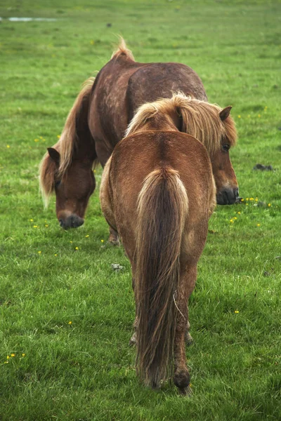 Image Beaux Chevaux Islande — Photo