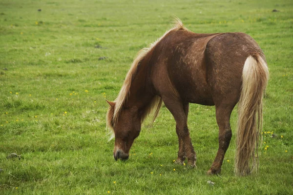 Image Beautiful Horse Iceland — Stock Photo, Image