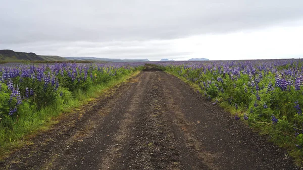 Immagine Strada Campagna Islanda — Foto Stock