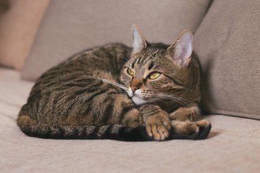 Güzel kedi kanepede dinlenme sahiptir. Tonlu fotoğraf.