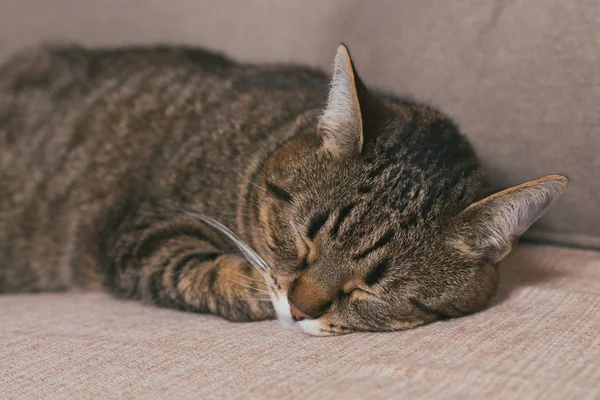 Lindo Gato Disfruta Durmiendo Sofa Toned Foto — Foto de Stock