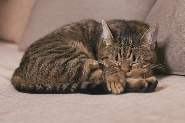 Lindo Gato Disfruta Durmiendo Sofa Toned Foto — Foto de Stock