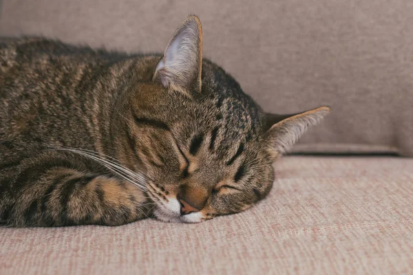 Lindo Gato Disfruta Durmiendo Sofa Toned Foto — Foto de Stock