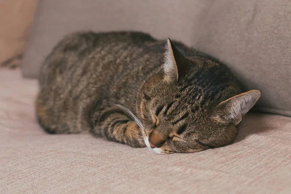 Lindo Gato Disfruta Durmiendo Sofa Toned Foto — Foto de Stock