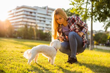 Parkta vakit geçirirken Maltese köpeğini azarlayan bir kadın..