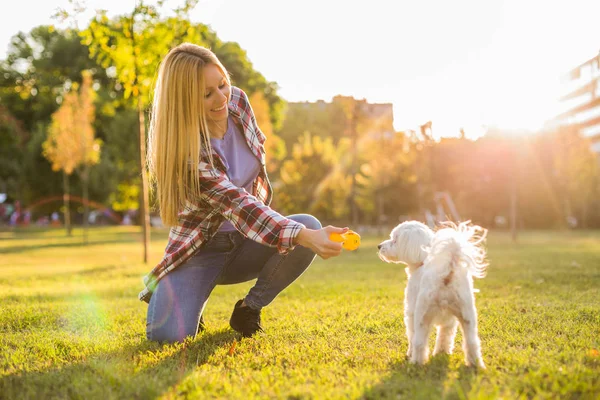 Hermosa Mujer Está Jugando Con Perro Maltés Parque — Foto de Stock