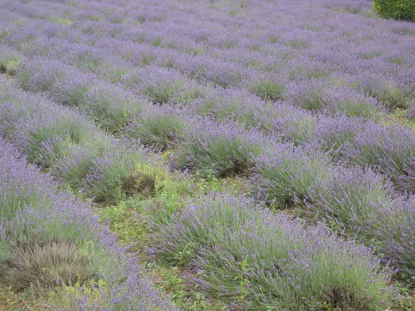 France Europe Provence, South France lavender flower lavender la