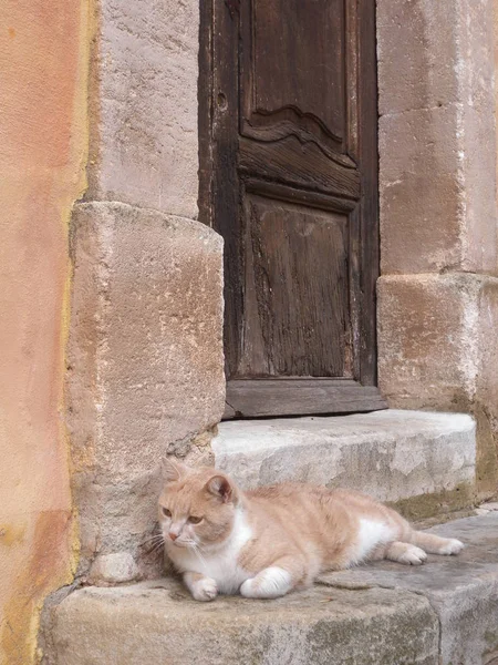 Entrada Madeira Porta Com Gato Deitado Roussillon Village Provence França — Fotografia de Stock