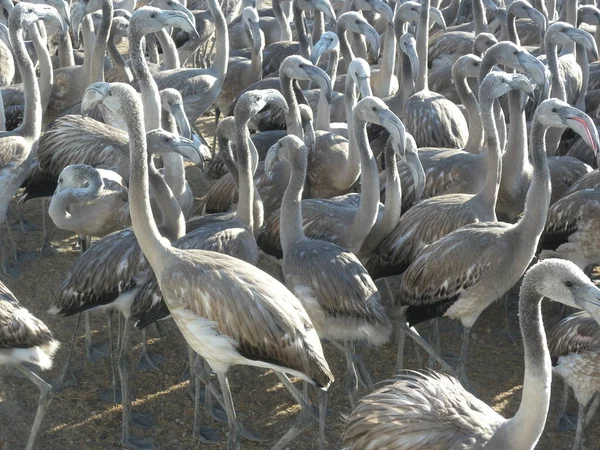 Pollos Flamenco Rosados Fuente Piedra Málaga Andalucía España Durante Captura — Foto de Stock