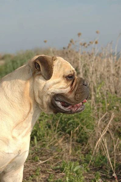 Porträt Kopf Weiblich Bulldogge Farbe Rot Hund Reine Rasse Der — Stockfoto