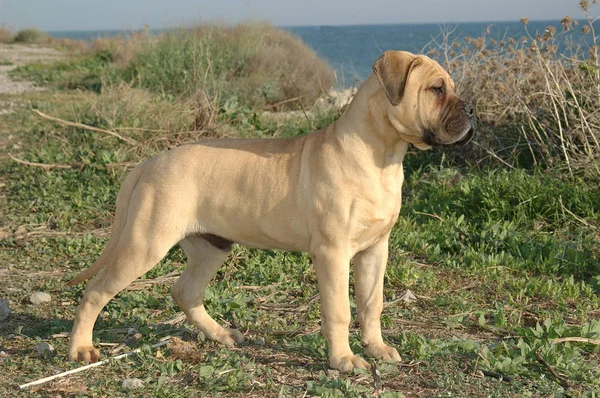 Erkek Köpek Bullmastiff Renk Kırmızı Köpek Saf Cins Denize Yakın — Stok fotoğraf