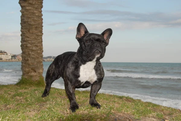 Bulldog Francés Tabby Color Hierba Cerca Del Mar —  Fotos de Stock