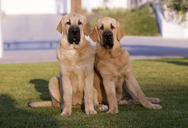 Çim üzerinde İspanyol Mastiff Breed sarı renk ceket İki Güzel Juniors Köpekler