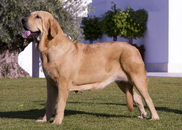 Vackra Spanska Mastiff Rasen Gul Färg Gräset — Stockfoto