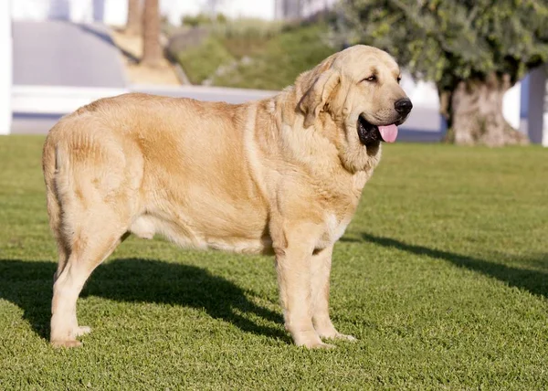 Çimüzerinde güzel İspanyol Mastiff Breed sarı renk