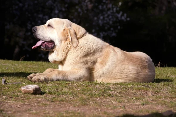 Piękny Młodszy Pies Mastifa Hiszpańskiego Rasa Żółty Kolor Spoczywają Trawie — Zdjęcie stockowe