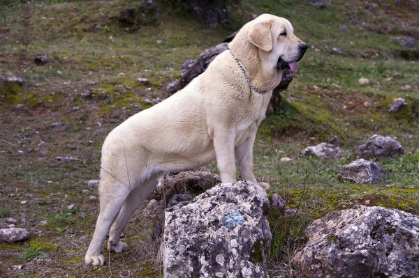 Hermosa Hembra Mastiff Español Raza Con Capa Color Amarillo Roca —  Fotos de Stock