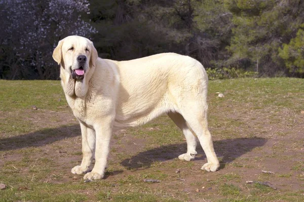 Çimüzerinde güzel İspanyol Mastiff Breed sarı renk